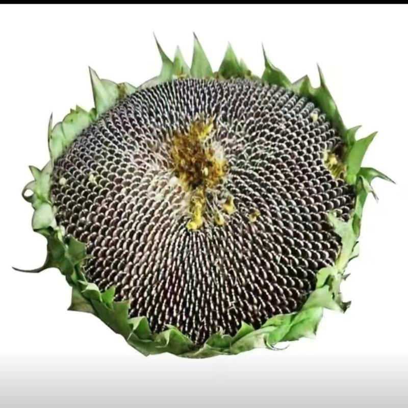 葵花籽