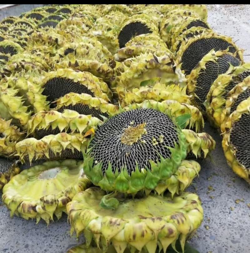 葵花籽