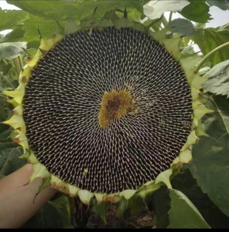 葵花籽