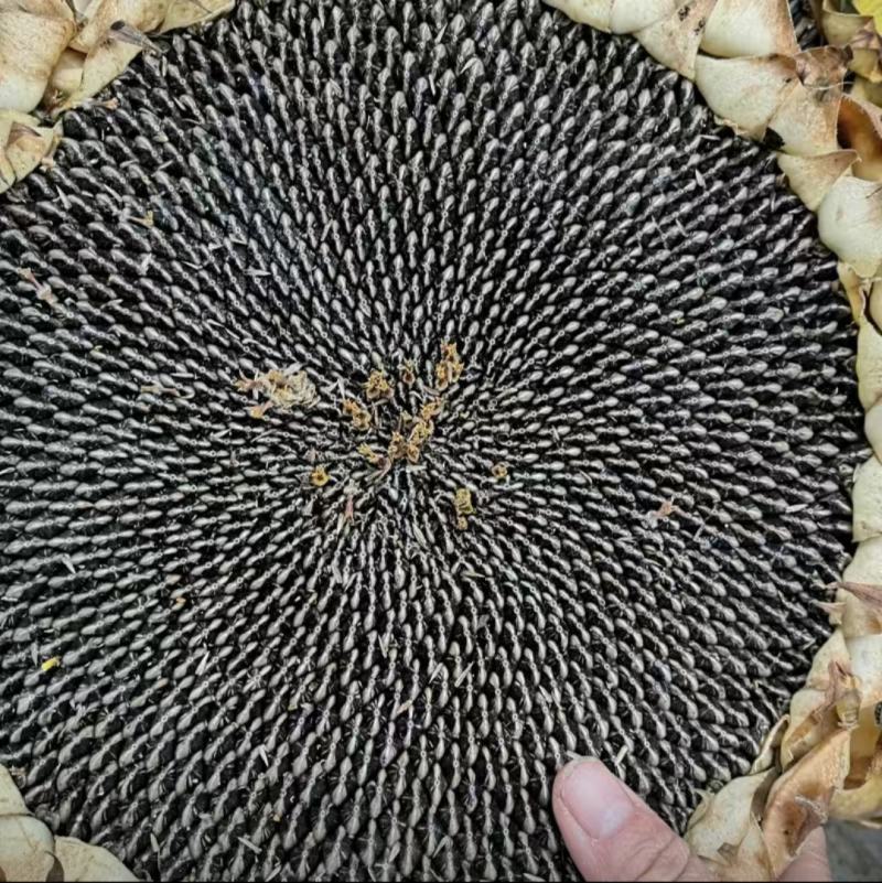 葵花籽