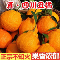 【包邮-10斤柑橘】热销5斤10斤真丑橘不知火四川丑橘