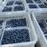 现摘的新鲜蓝莓🫐清香，脆甜，可口。
