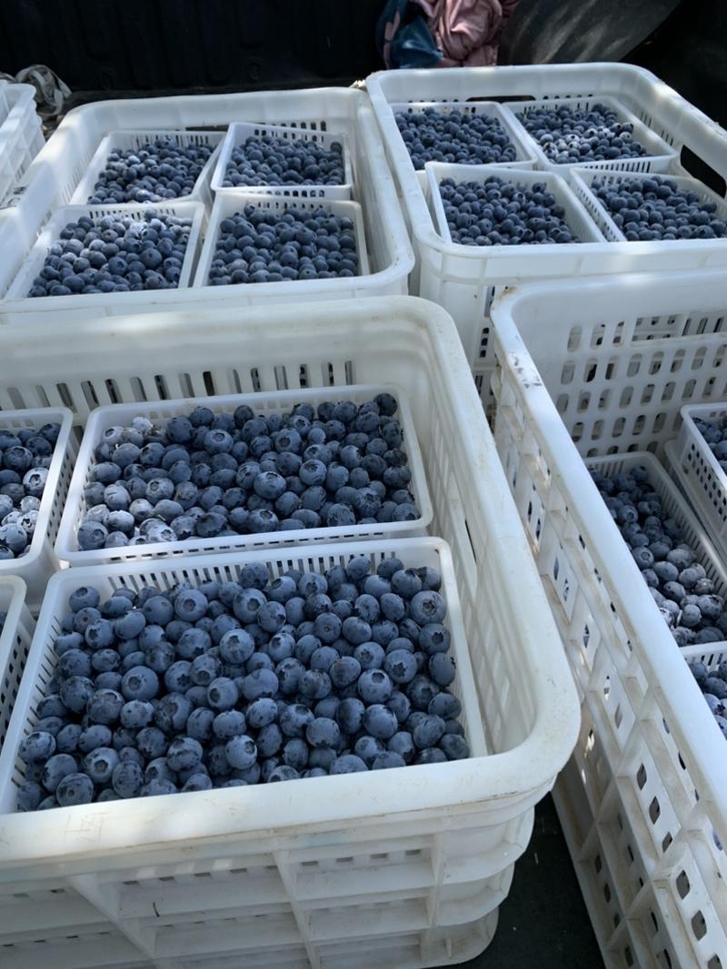 现摘的新鲜蓝莓🫐清香，脆甜，可口。