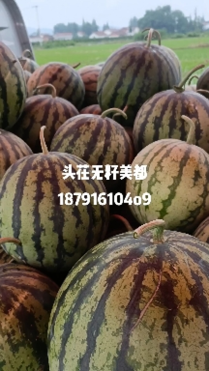 美都西瓜，精品大棚美都直生苗西瓜9成熟现摘现采