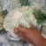 优质【花菜松花菜】产地直销一手货源品质保证欢迎来电咨询