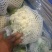 优质【花菜松花菜】产地直销一手货源品质保证欢迎来电咨询