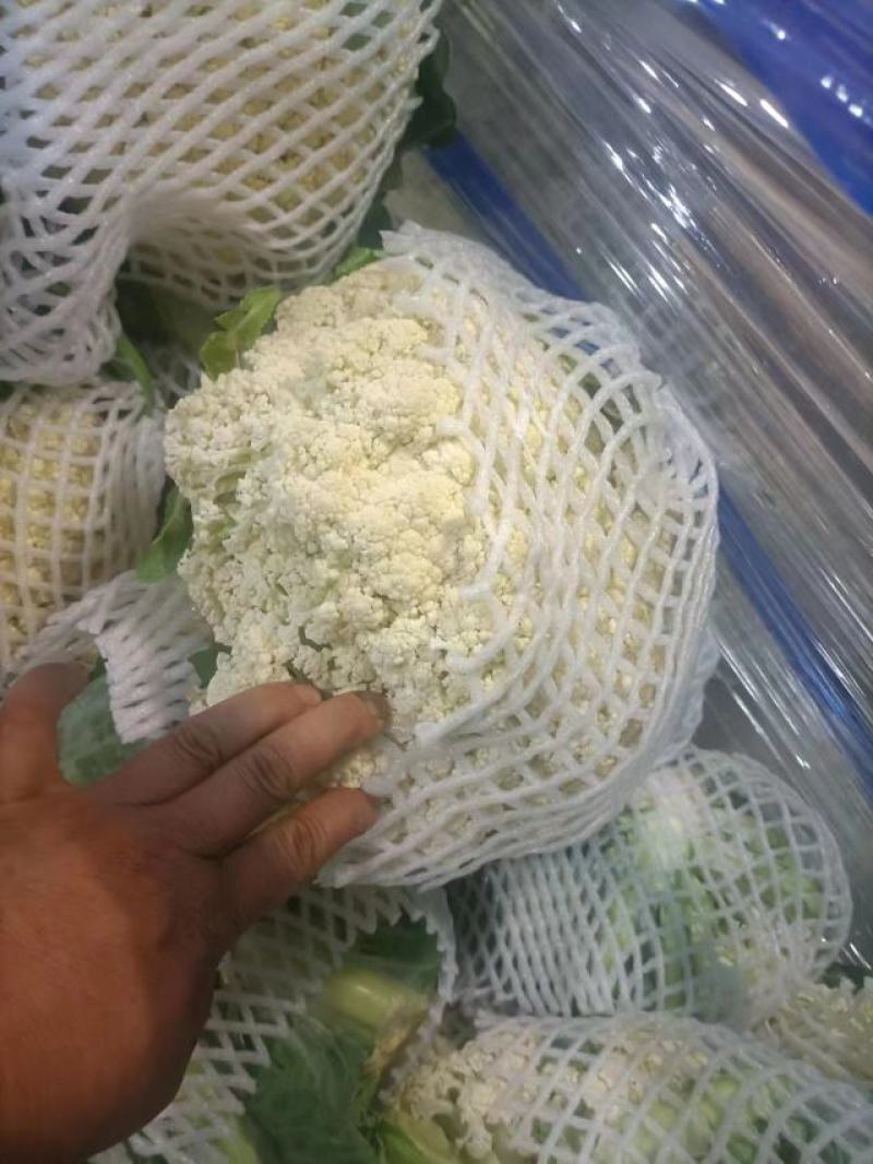 优质【花菜松花菜】产地直销一手货源品质保证欢迎来电咨询