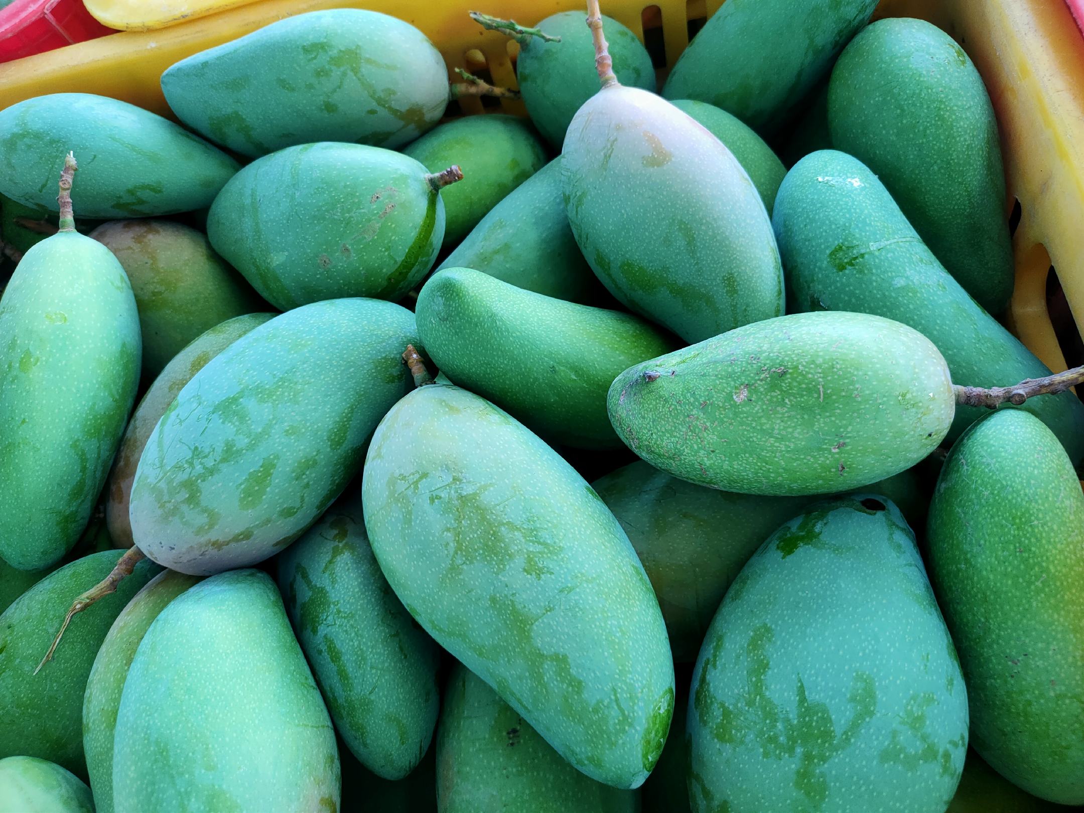 展示一个新鲜的大青芒,果皮青绿,果形饱满,背景为自然光线下的水果篮 大青芒整体外观