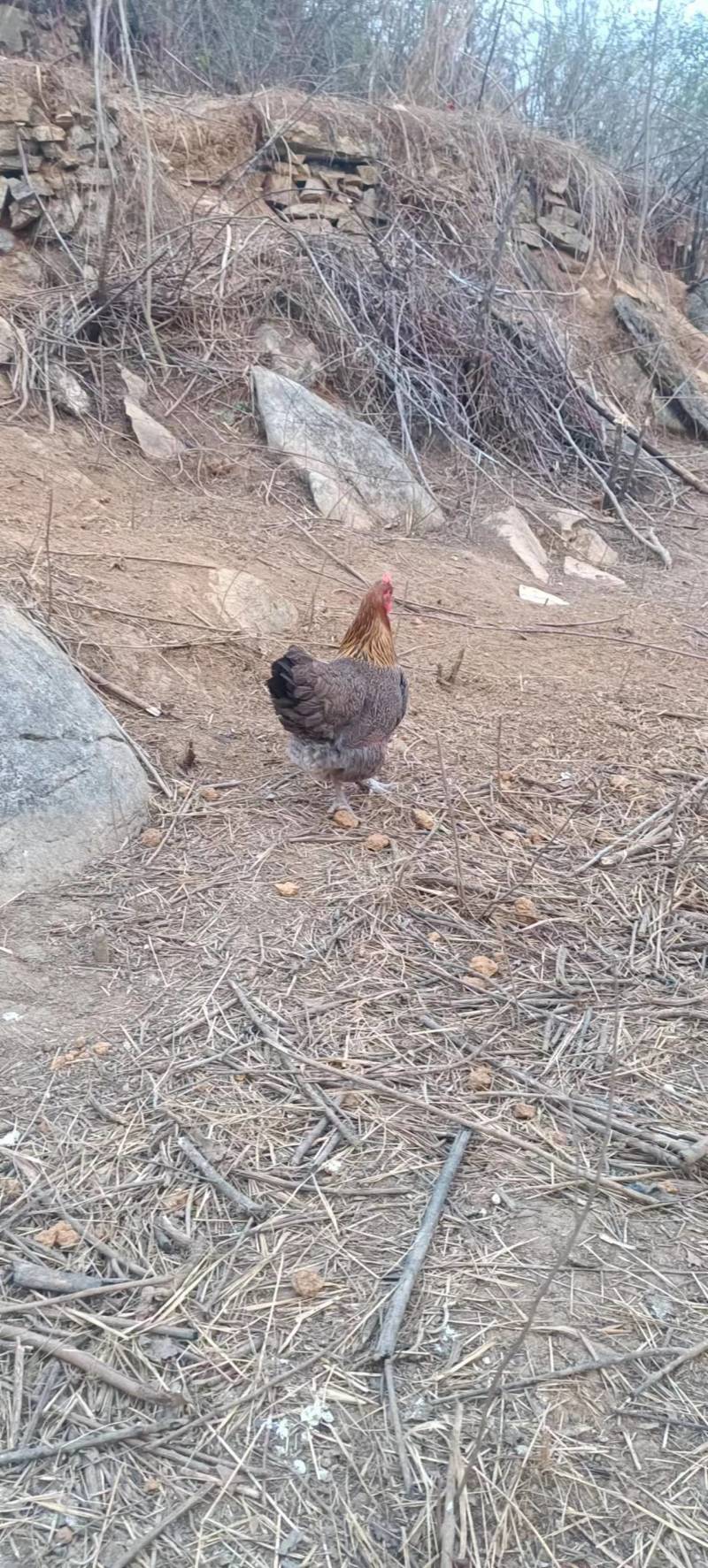 散养林间大公鸡