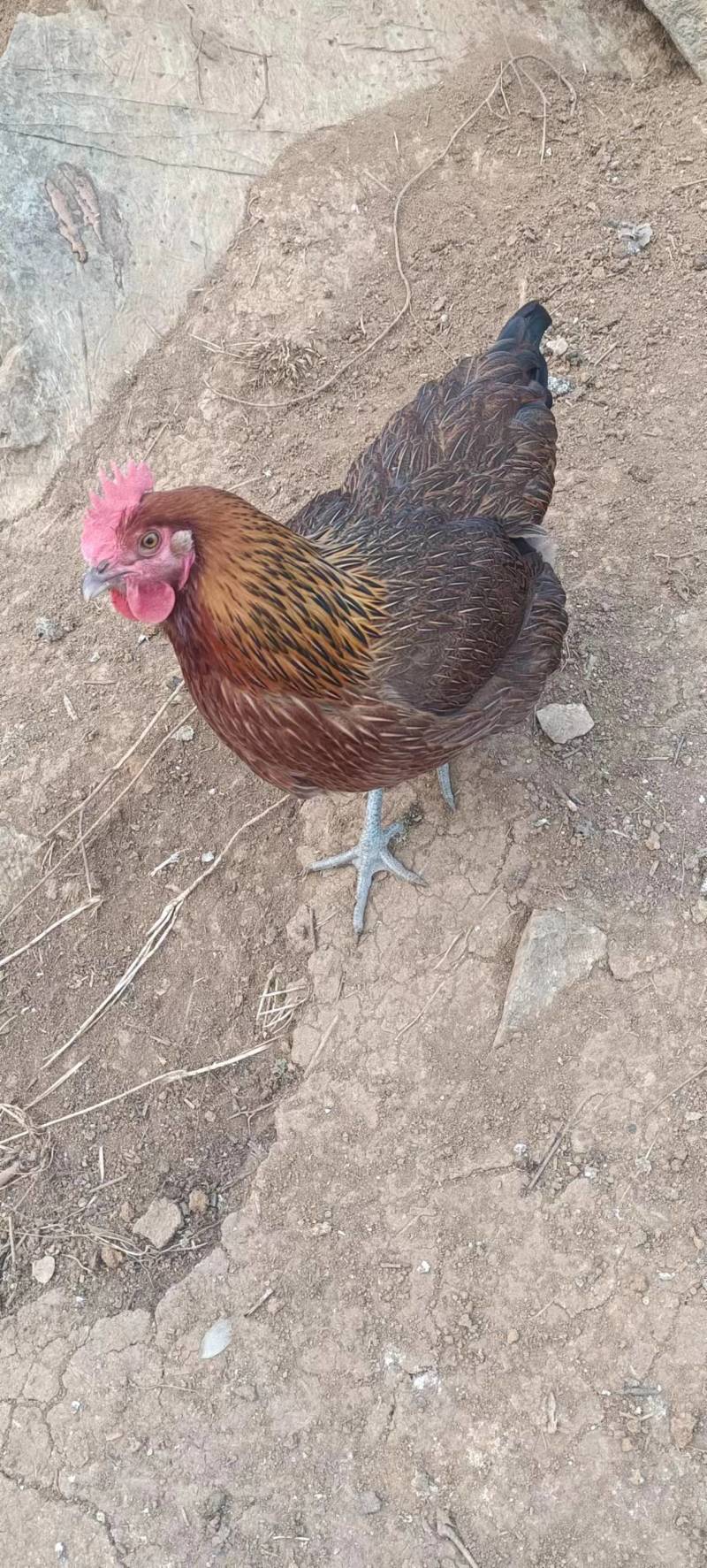 散养林间大公鸡