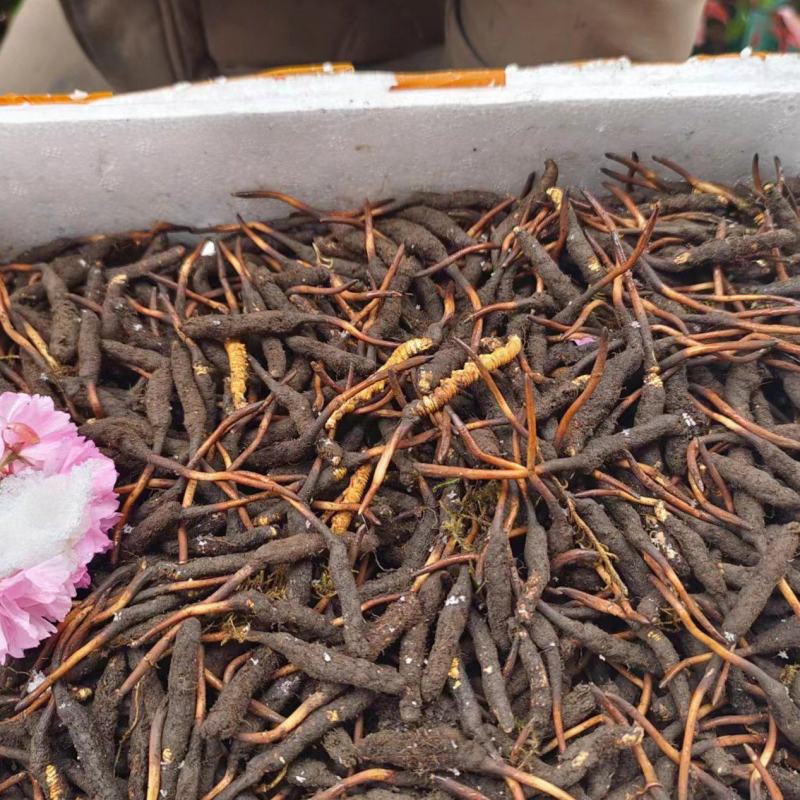 香格里拉精品虫草