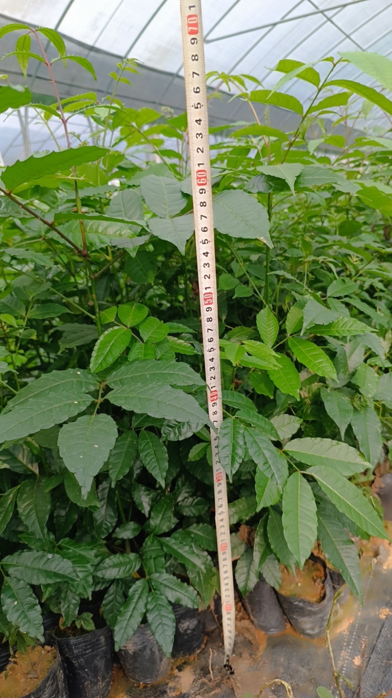 【两面针种苗】种子实生苗营养杯苗大量供应