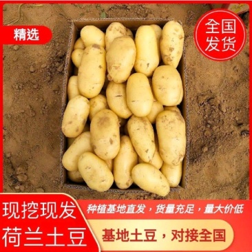 滕州土豆大量供应，支持各种包装，各种规格都有货