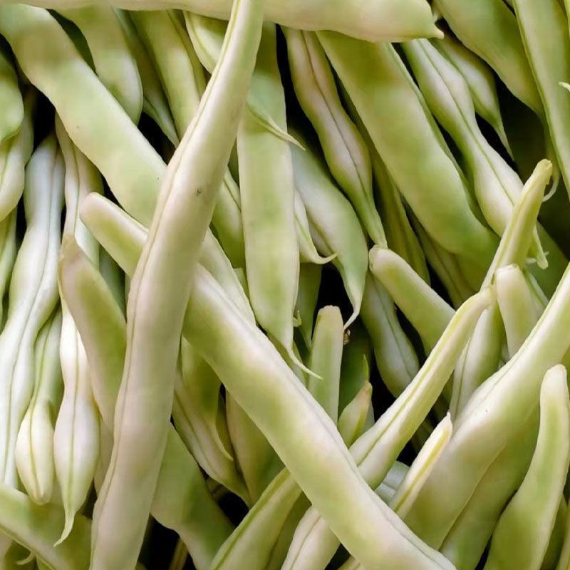 【牛商优选】精品四季豆产地批发大量供应一手货源