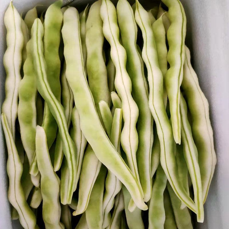 【牛商优选】精品四季豆产地批发大量供应一手货源