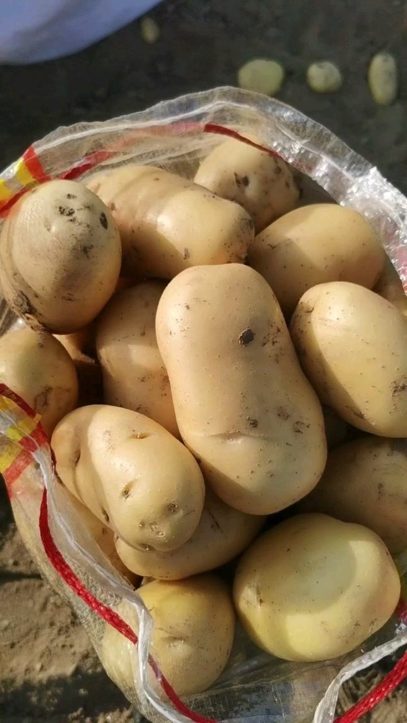 滕州土豆大量供应，支持各种包装，各种规格都有货