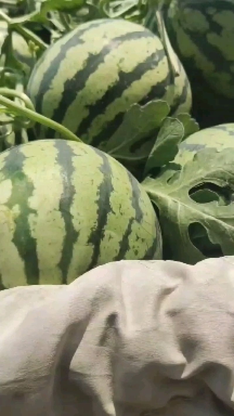 河南美都麒麟西瓜，皮薄肉厚糖度好，现货供应全国供应