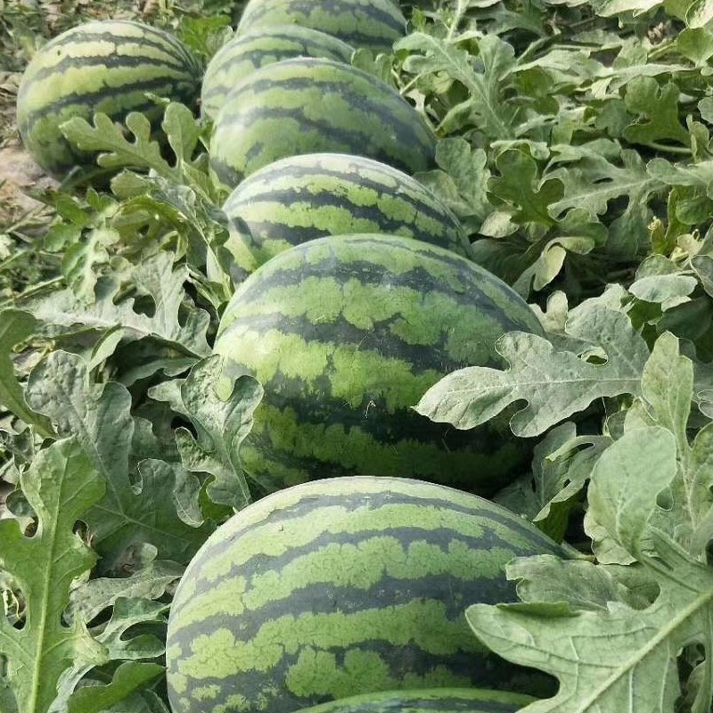 精品河南甜王西瓜，个头均匀大量上市，熟度甜度购，保质保量