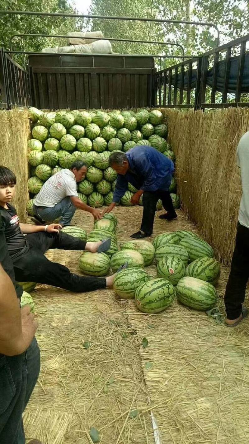 《热卖中》陕西大荔县金城5号西瓜口感好价格美丽可视频看
