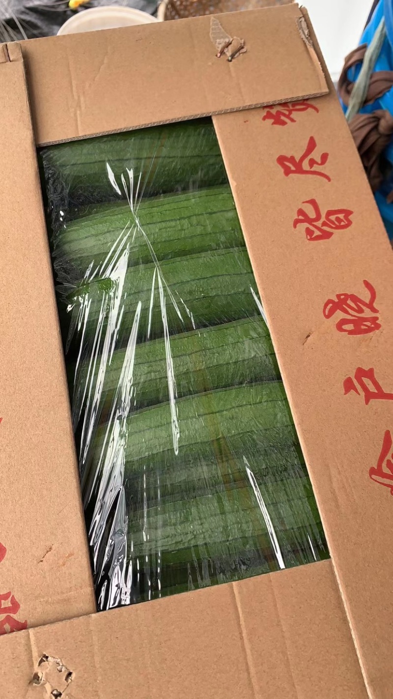 嘉定外冈丝瓜大量上市，欢迎各位老板合作，发财
