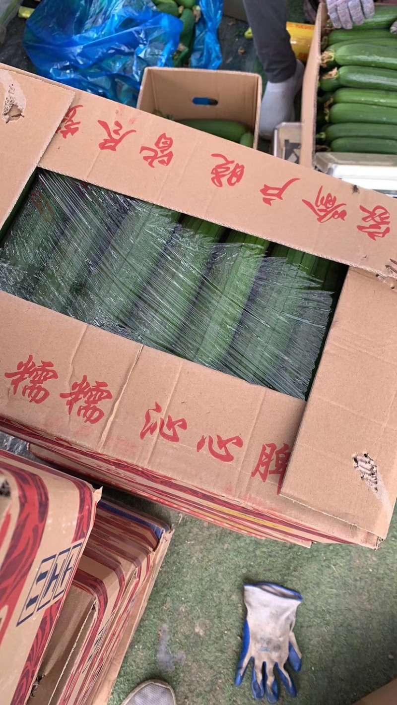 嘉定外冈丝瓜大量上市，欢迎各位老板合作，发财