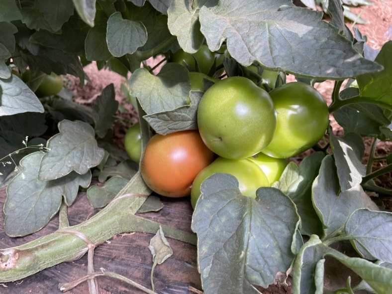 番石榴营养成分图