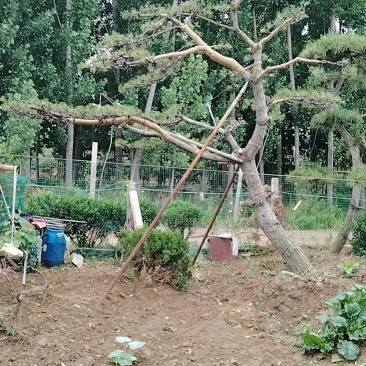 本基地坐落于山东泰安泰山区经营精品造型松景观松，造型龙柏
