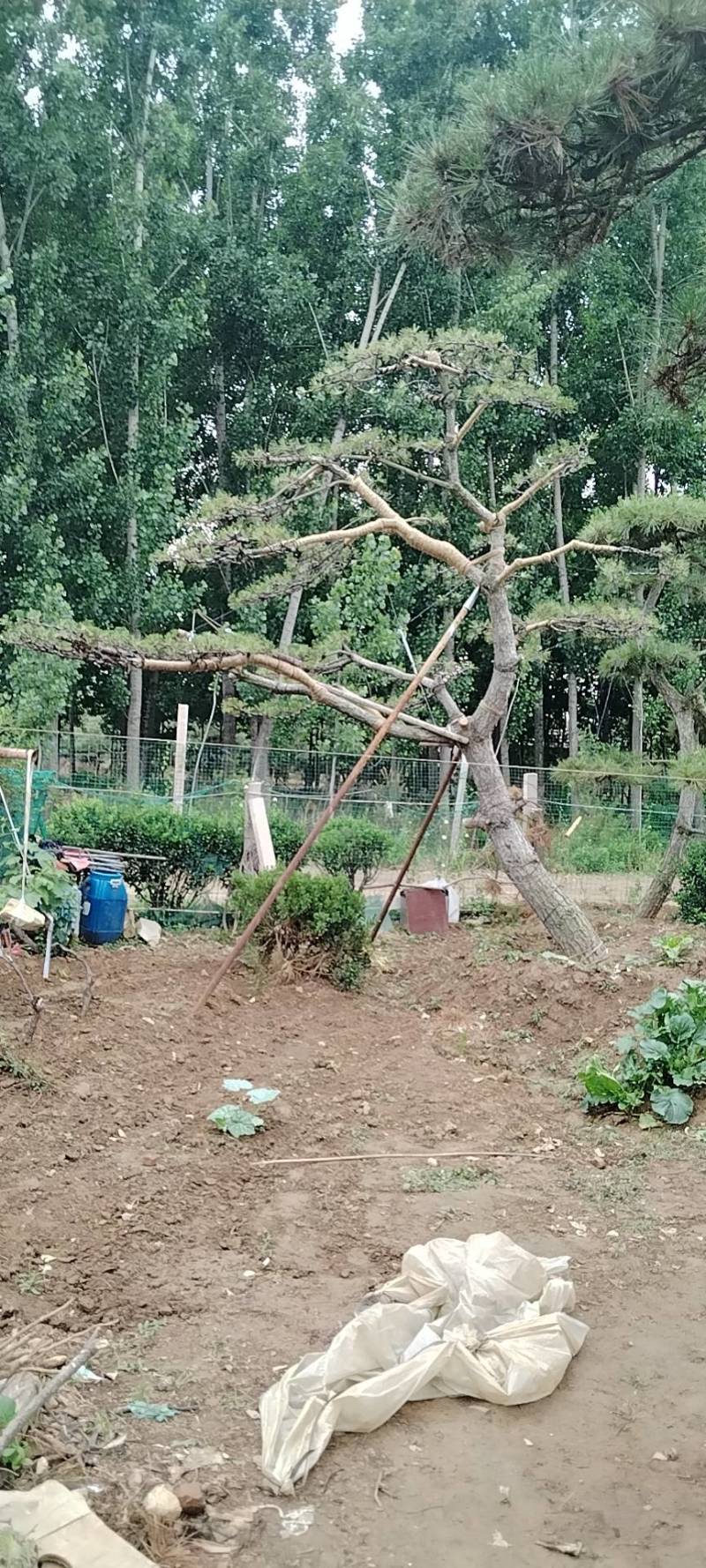 本基地坐落于山东泰安泰山区经营精品造型松景观松，造型龙柏