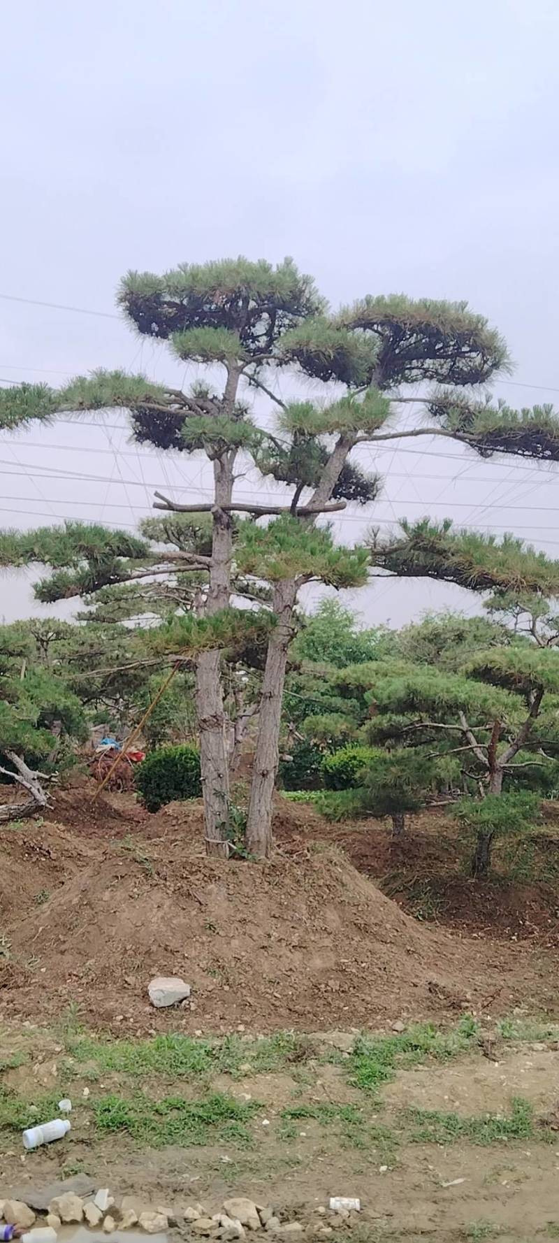 本基地坐落于山东泰安泰山区经营精品造型松景观松，造型龙柏