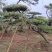 本基地坐落于山东泰安泰山区经营精品造型松景观松，造型龙柏