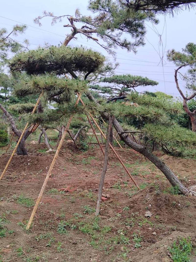 本基地坐落于山东泰安泰山区经营精品造型松景观松，造型龙柏