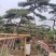 本基地坐落于山东泰安泰山区经营精品造型松景观松，造型龙柏