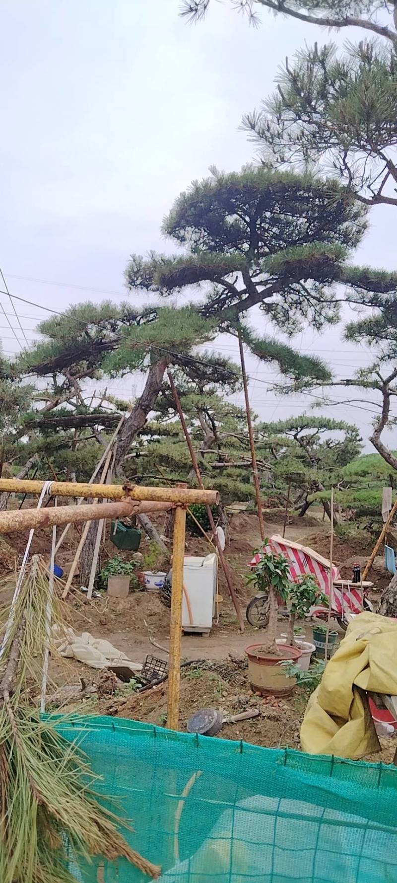 本基地坐落于山东泰安泰山区经营精品造型松景观松，造型龙柏
