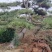 本基地坐落于山东泰安泰山区经营精品造型松景观松，造型龙柏