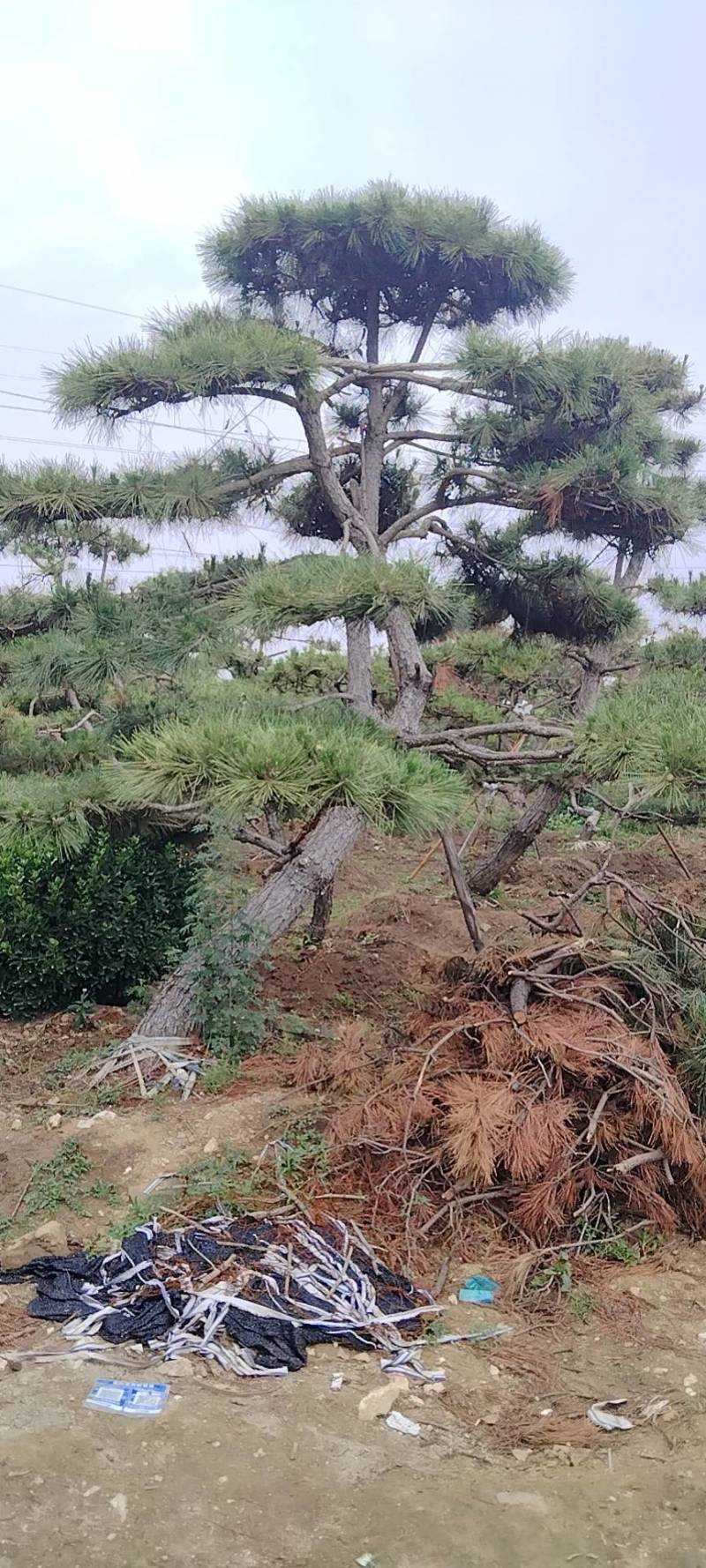 本基地坐落于山东泰安泰山区经营精品造型松景观松，造型龙柏