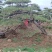 本基地坐落于山东泰安泰山区经营精品造型松景观松，造型龙柏