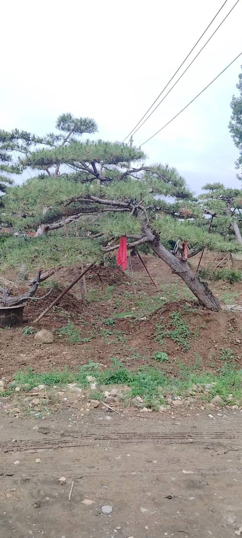 本基地坐落于山东泰安泰山区经营精品造型松景观松，造型龙柏