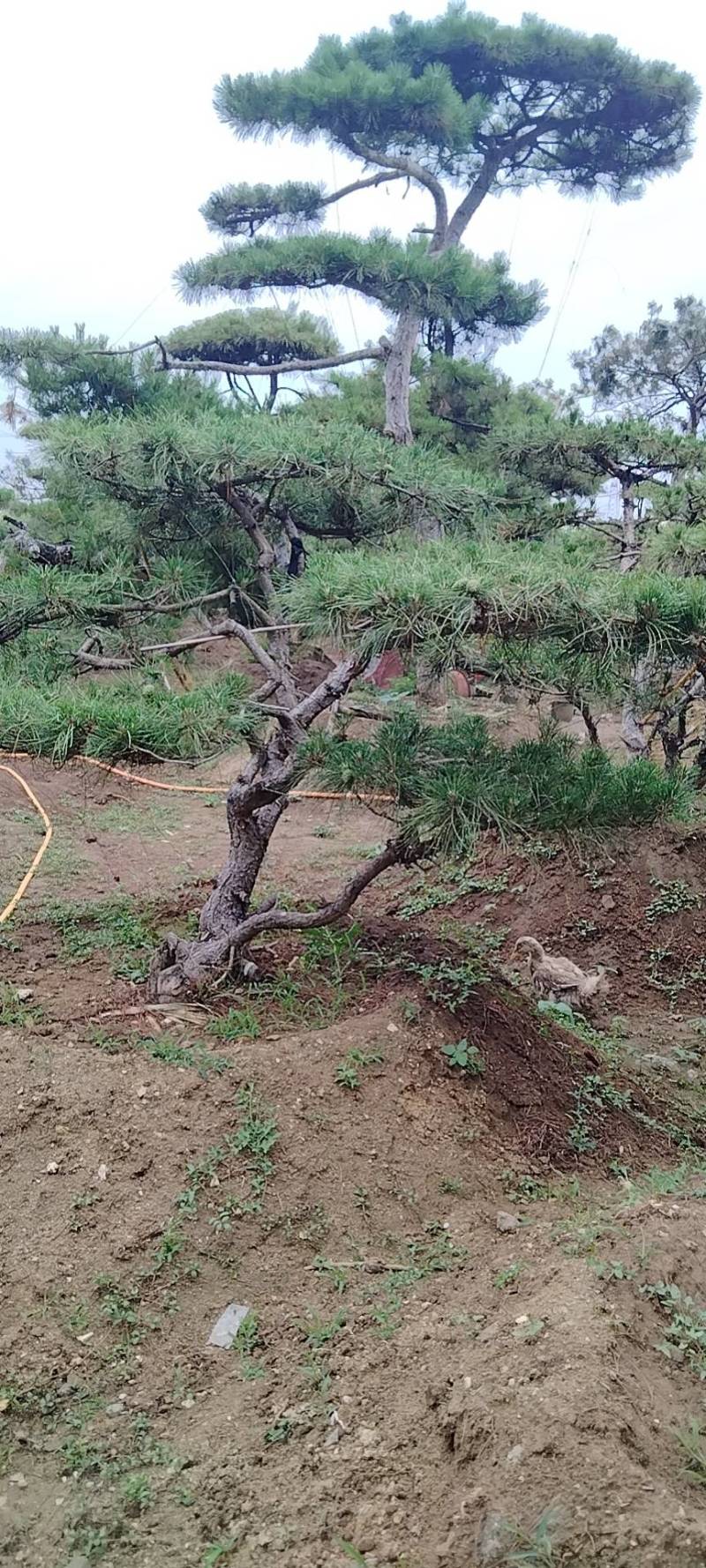 本基地坐落于山东泰安泰山区经营精品造型松景观松，造型龙柏