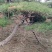 本基地坐落于山东泰安泰山区经营精品造型松景观松，造型龙柏