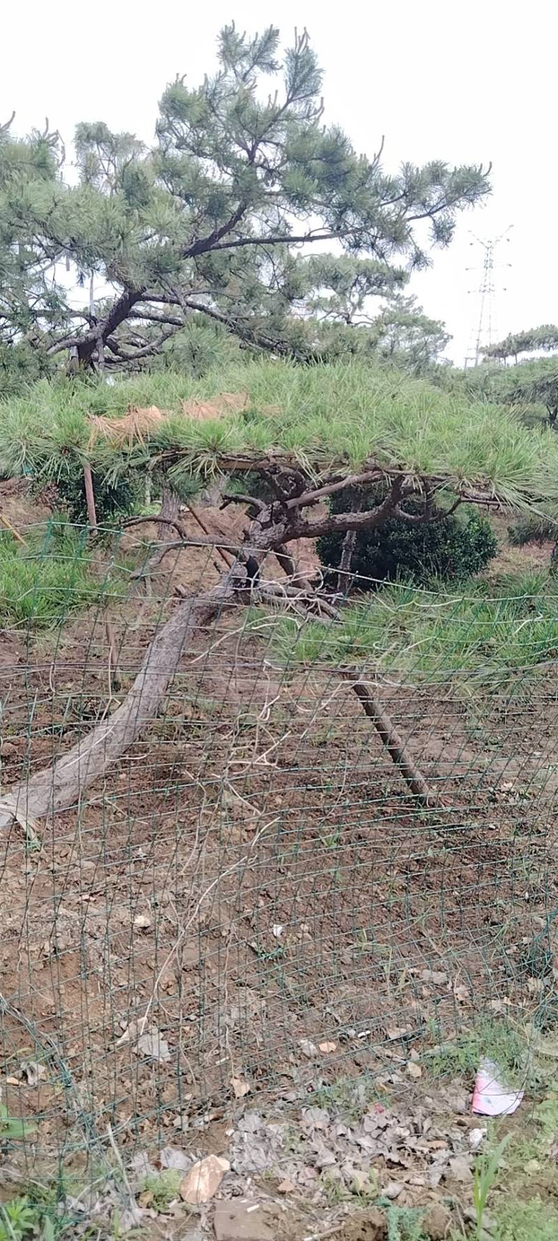本基地坐落于山东泰安泰山区经营精品造型松景观松，造型龙柏