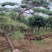 本基地坐落于山东泰安泰山区经营精品造型松景观松，造型龙柏