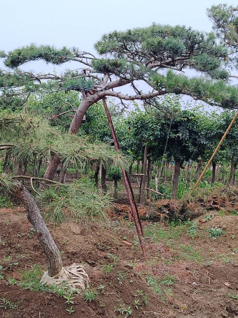 本基地坐落于山东泰安泰山区经营精品造型松景观松，造型龙柏