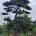 本基地坐落于山东泰安泰山区经营精品造型松景观松，造型龙柏