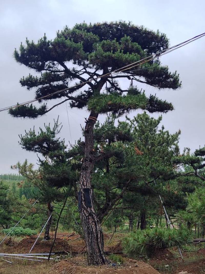 本基地坐落于山东泰安泰山区经营精品造型松景观松，造型龙柏