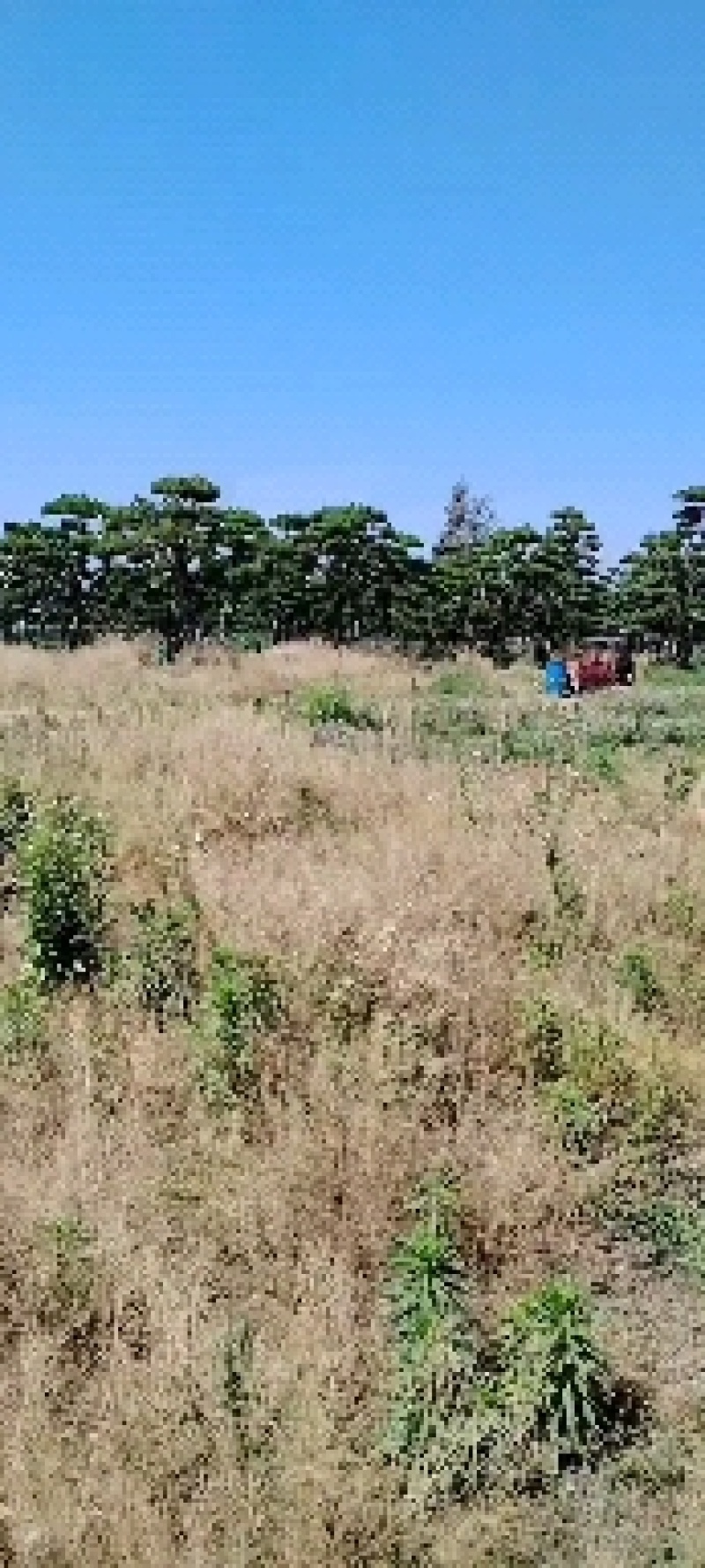 本基地坐落于山东泰安泰山区经营精品造型松景观松，造型龙柏