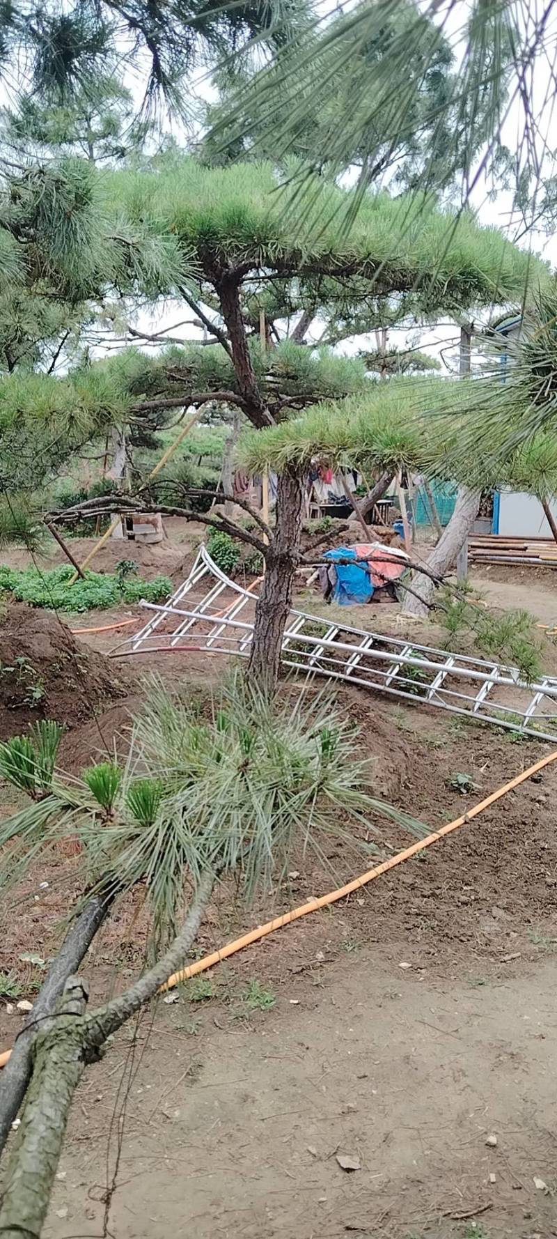 本基地坐落于山东泰安泰山区经营精品造型松景观松，造型龙柏