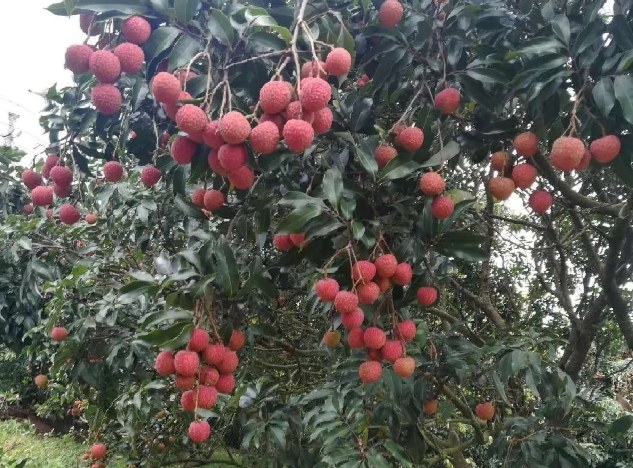 展示一片郁郁葱葱的白糖罂荔枝果园,树冠茂密,果实挂满枝头 白糖罂荔枝果园