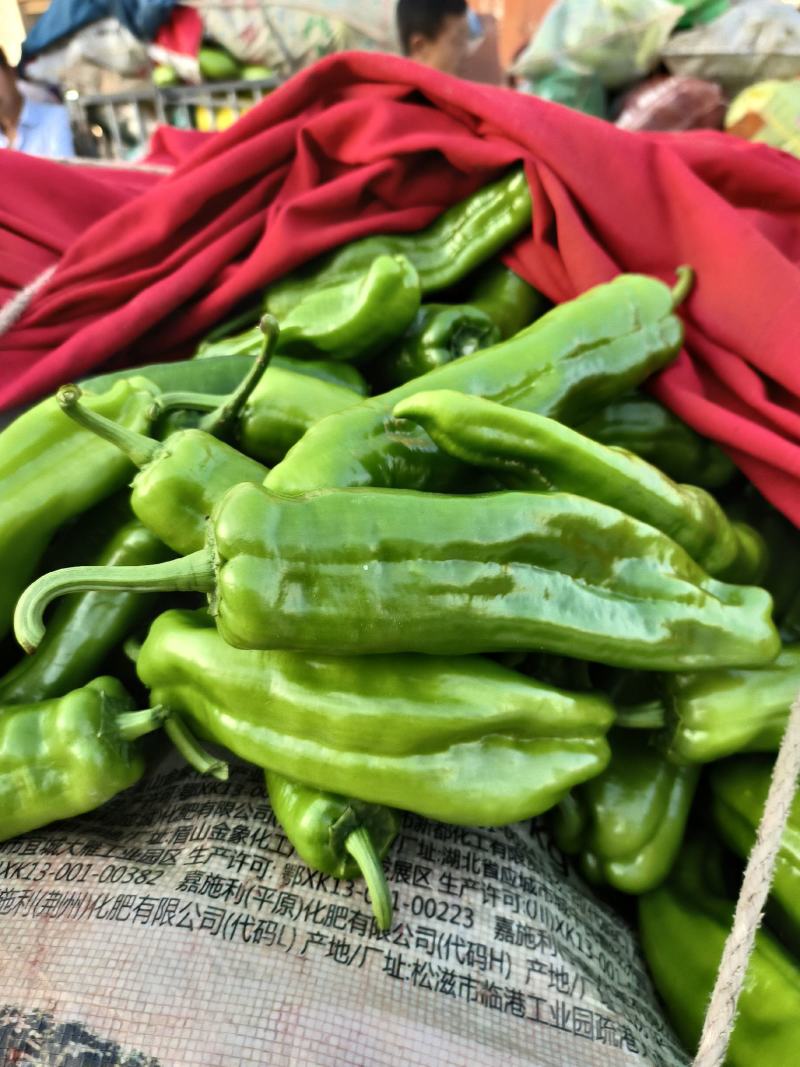 泡椒.青椒-颜色青绿-货源充足-个头均匀-欢迎订购