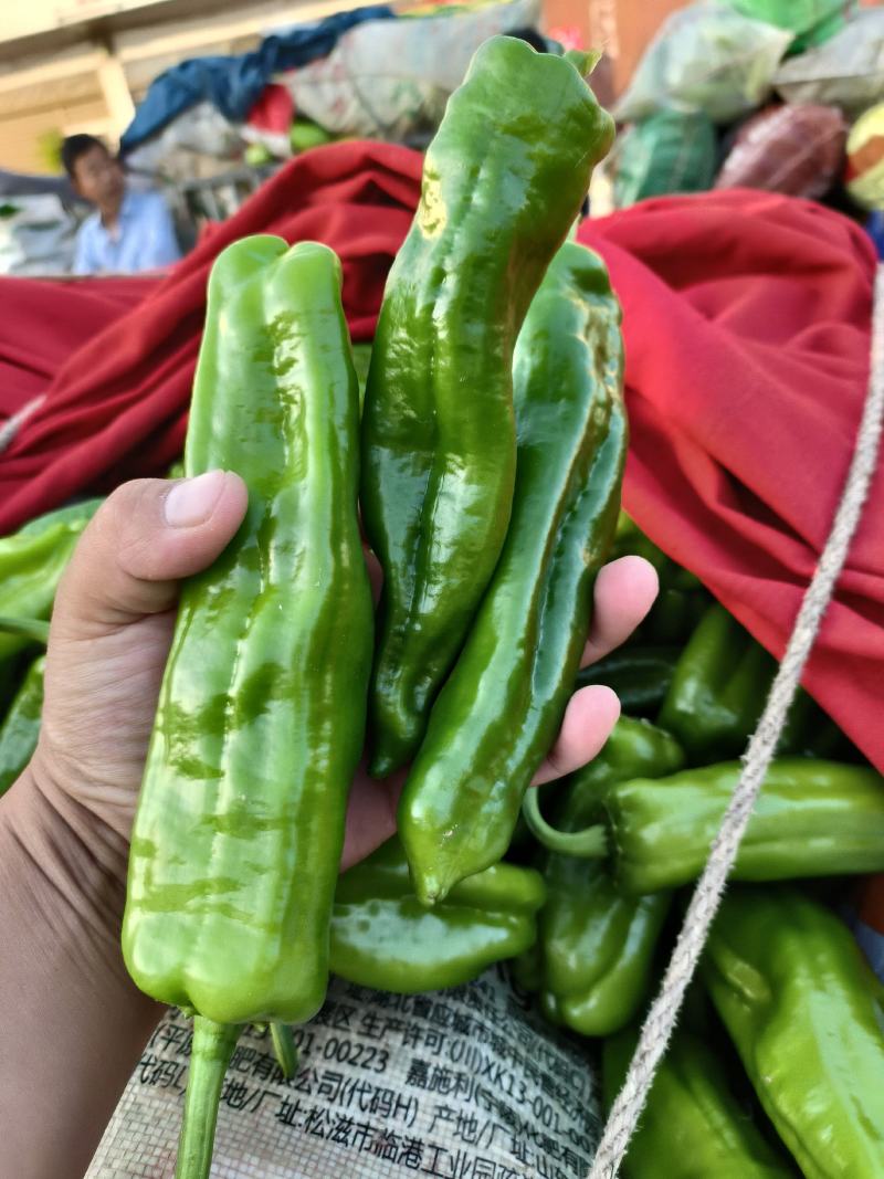 泡椒.青椒-颜色青绿-货源充足-个头均匀-欢迎订购