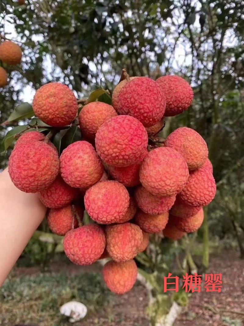 广东白糖罂，鲜红口感清甜脆口，汁多核小，产地代发代办